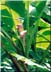 Banana flower, near Hana