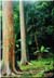Rainbow Eucalyptus, near Puaakaa Park